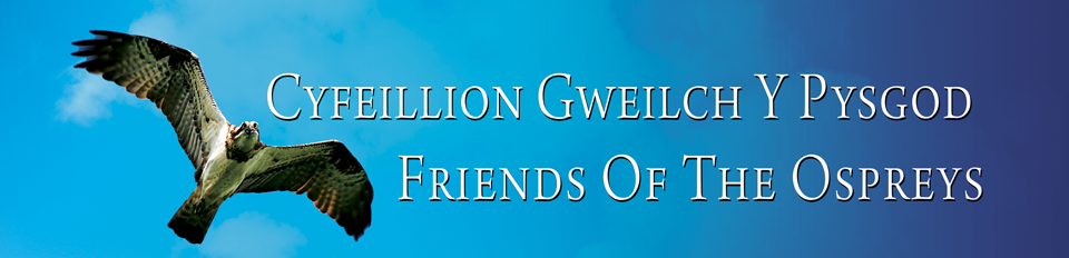 Friends of the Ospreys | Cyfeillion Gweilch y Pysgod